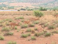 Pirschfahrt am Morgen im Pilanesberg NP