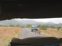 Pirschfahrt am Morgen im Pilanesberg NP