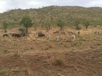 Pirschfahrt am Morgen im Pilanesberg NP