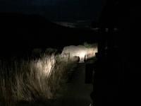 Abendliche Pirschfahrt im Pilanesberg NP