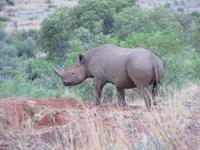 Abendliche Pirschfahrt im Pilanesberg NP