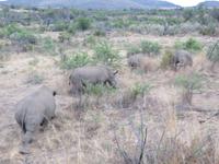 Abendliche Pirschfahrt im Pilanesberg NP