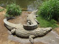 Krokodilfarm in Sun City