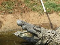 Krokodilfarm in Sun City