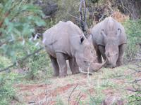 Abendliche Pirschfahrt im Pilanesberg NP
