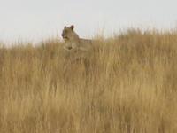 Abendliche Pirschfahrt im Pilanesberg NP