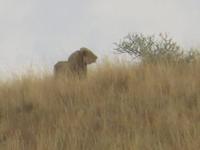 Abendliche Pirschfahrt im Pilanesberg NP