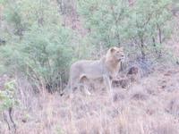 Abendliche Pirschfahrt im Pilanesberg NP