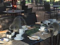 nach dem Frühstück ...