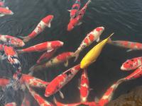 Kois im Garten des Happo-en