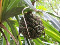 Tjapukai - Kulturzentrum