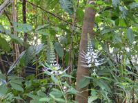 Tjapukai - Kulturzentrum