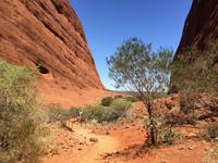 Wir spazieren bei den Kata Tujas