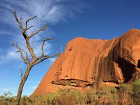 Sonnenaufgang am Uluru