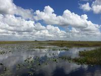 Everglades