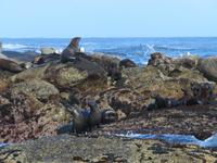 Robben Hout Bay
