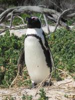 Pinguine Boulders Beach