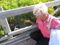 Pinguine Boulders Beach