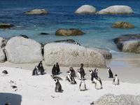 Pinguine Boulders Beach