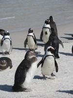 Pinguine Boulders Beach