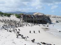 Pinguine Boulders Beach