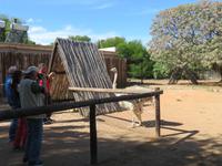 Straußenfarm Oudtshoorn