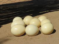 Straußenfarm Oudtshoorn