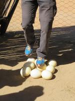 Straußenfarm Oudtshoorn