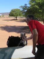 Straußenfarm Oudtshoorn