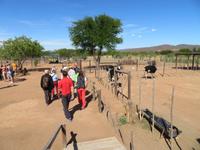 Straußenfarm Oudtshoorn