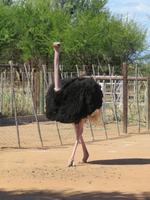 Straußenfarm Oudtshoorn