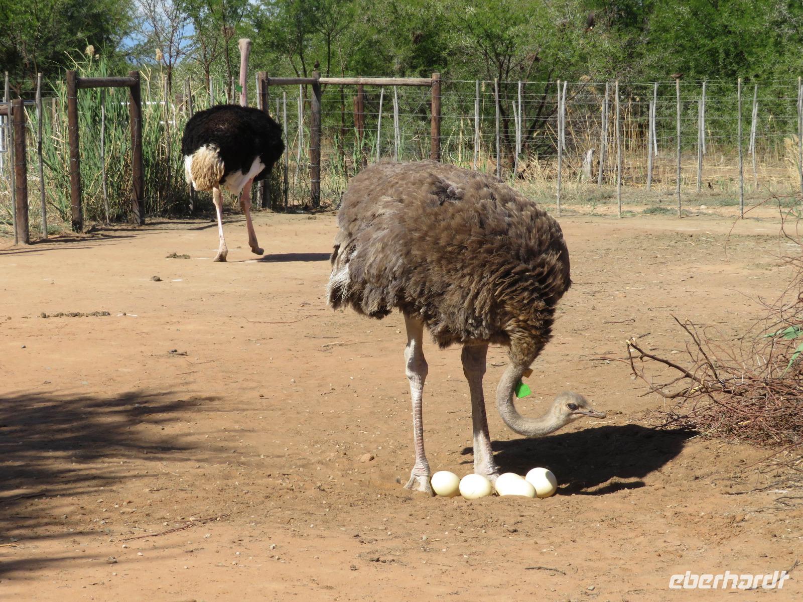 Straußenfarm Oudtshoorn