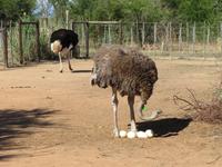 Straußenfarm Oudtshoorn