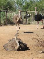 Straußenfarm Oudtshoorn
