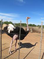 Straußenfarm Oudtshoorn