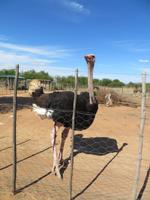 Straußenfarm Oudtshoorn