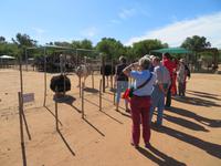 Straußenfarm Oudtshoorn