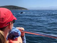 Walsafari, Plettenberg Bay