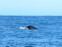 Walsafari, Plettenberg Bay