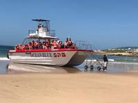 Walsafari, Plettenberg Bay