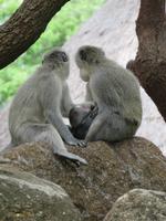 Pilanesberg Nationalpark