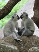 Pilanesberg Nationalpark
