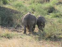 Safari Pilanesberg Nationalpark