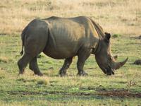 Safari Pilanesberg Nationalpark