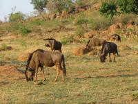 Safari Pilanesberg Nationalpark