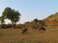 Safari Pilanesberg Nationalpark