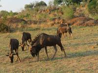 Safari Pilanesberg Nationalpark