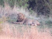 Safari Pilanesberg Nationalpark