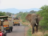 Safari Pilanesberg Nationalpark