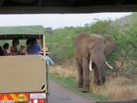 Safari Pilanesberg Nationalpark
